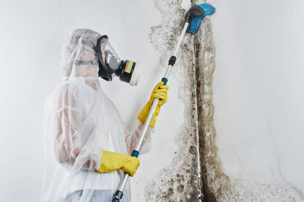 Best Environmental Consulting for Mold Prevention  in , RI